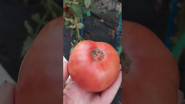 Томатный гном# Укус змеи# смотреть онлайн