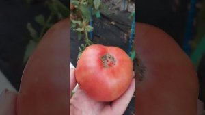 Томатный гном# Укус змеи#