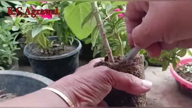 सदाबहार कटिंग कैसे लगाये ||Vinca grow from cutting & seeds ||Hybrid Vinca care смотреть онлайн