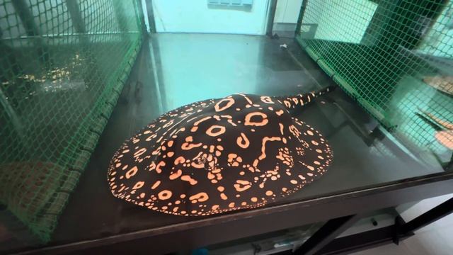 Беременная самка ската black diamond смотреть онлайн