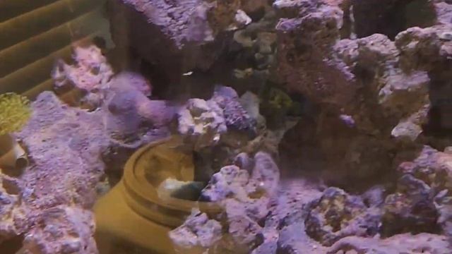 297 gallon plywood aquarium (Tank view and equipment list) смотреть онлайн