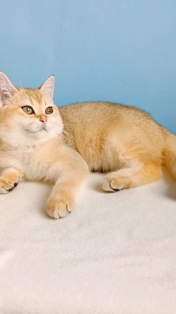 Шотландская девочка.Золотая Шиншилла.Готова переехать в новую семью