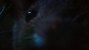 Тайная жизнь животных 1 серия «Покидая дом» (документальный сериал, 2024)