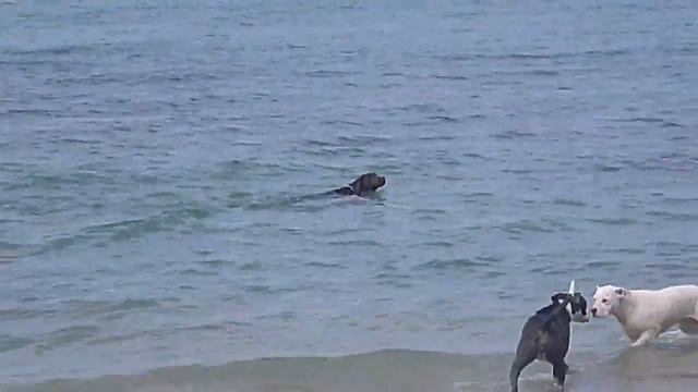 Дрима в первые секунды на море смотреть онлайн