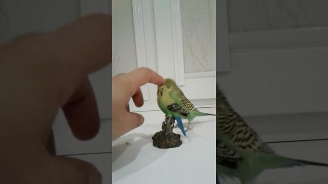 Волнистый попугай смотреть онлайн