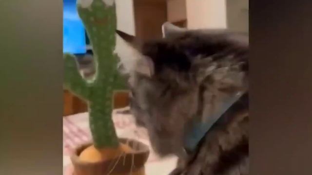 🎸📺Animais 20😹Engraçado HD Pegadinha Gato idiot Fail Funny Animal Cat👇+Video👇Desc👇PlayList🎵Ajud👍Curt смотреть онлайн