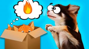 Котята управляют нашим днём — 24 часа выполняем задания! 🐱⏳