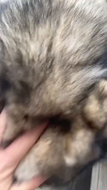 Собака самый лучший друг 😌#shorts смотреть онлайн