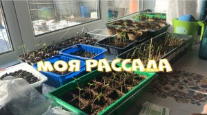 Мои всходы рассады томатов через восемь дней. Черная ножка, чем лечить.