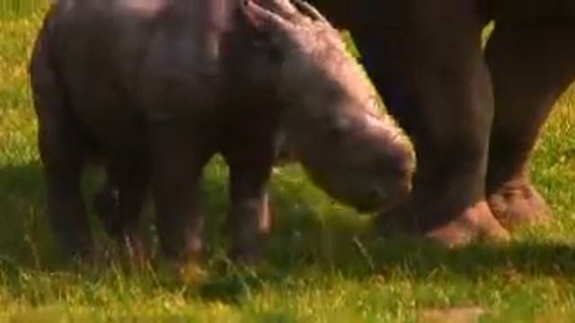 New arrival at Knowsley Safari Park смотреть онлайн