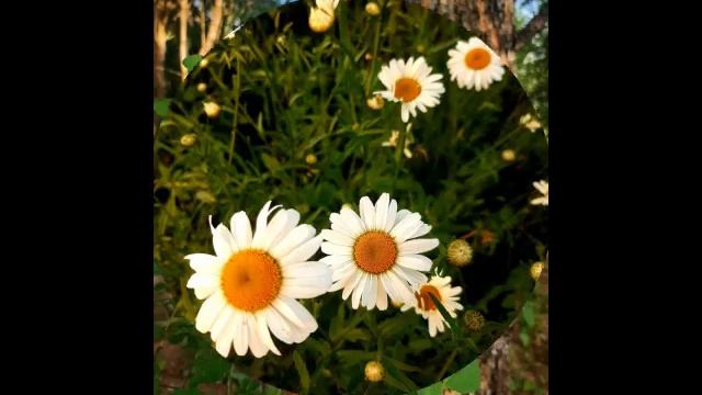 Чудесное лето и великолепная музыка.mp4 смотреть онлайн