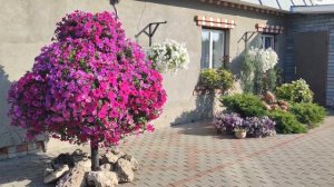 ОБЗОР СОРТОВ ПЕТУНИИ.