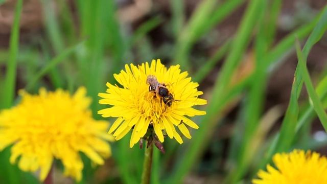 Pseudosmuklik Farbownikowiec (Lasioglossum Xanthopus) - Dzika Pszczoła