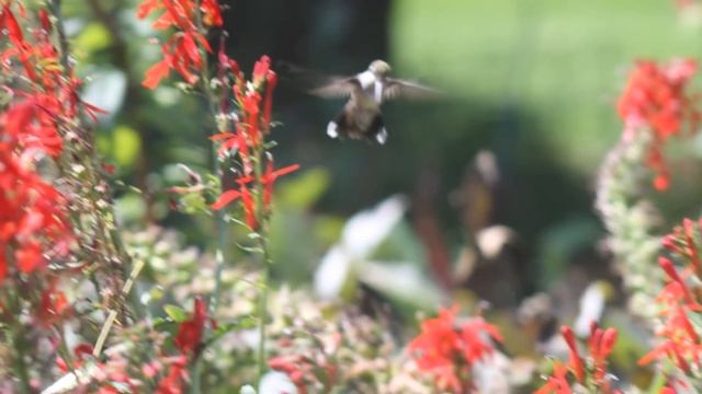 hummingbirdsforjen смотреть онлайн