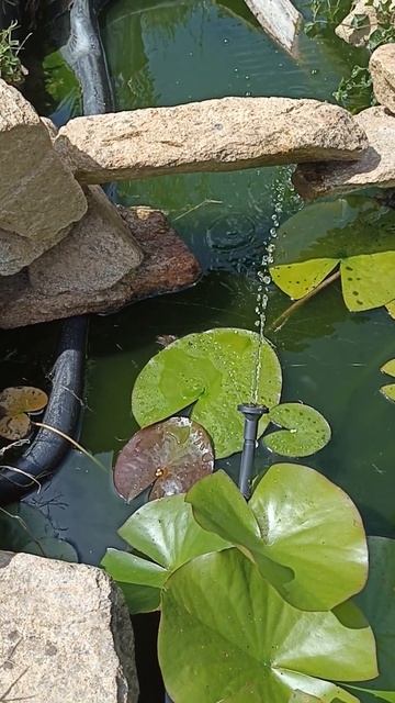 Le bassin aux carassins смотреть онлайн