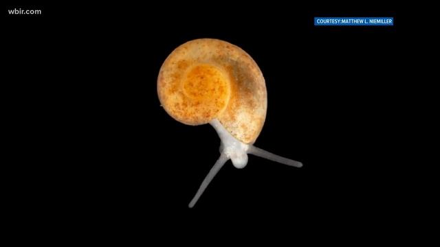 The smallest Vol: Tiny snail species named after University of Tennessee смотреть онлайн