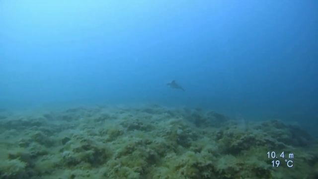 Spearfishing Grouper / подводная охота на групера / לוקוסים בצלילה חופשית