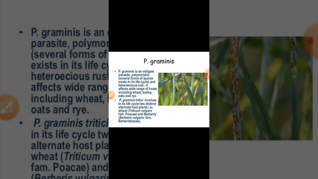 Wheat rust By Dr. Ashwani Kumar Verma смотреть онлайн
