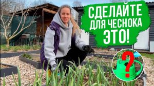 Чем подкормить чеснок весной. Как вырастить крупный чеснок.