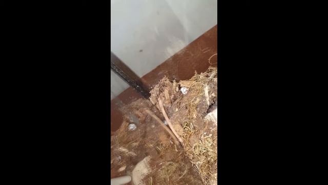 Cyriocosmus Bertae смотреть онлайн