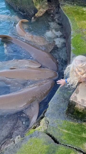 голодные акулы выползли на берег