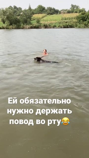 Любит себя за поводок тянуть ) #собаки #собакилучшелюдей #немецкаяовчарка #овчарка #овчарки #собака смотреть онлайн