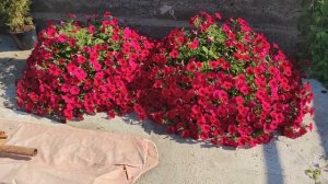 ОБЗОР ЦВЕТУЩЕГО ДВОРИКА В АВГУСТЕ