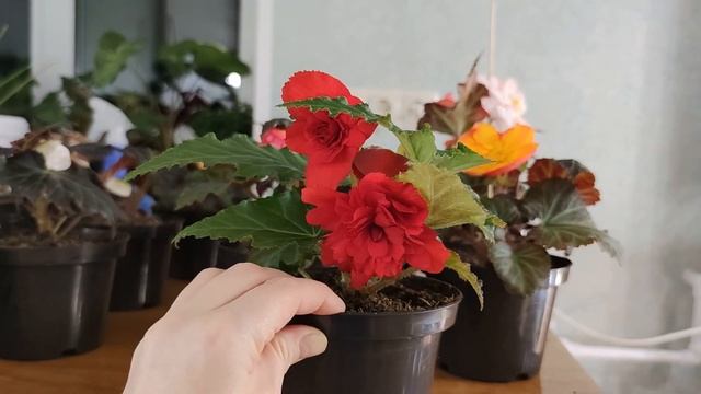 КРАСОТА ИЗ СЕМЯН ЗА 3.5 МЕСЯЦА! смотреть онлайн