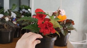 КРАСОТА ИЗ СЕМЯН ЗА 3.5 МЕСЯЦА!