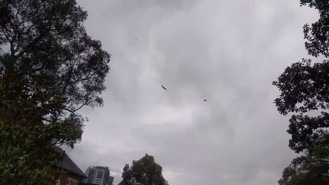 Летучие мыши в парке