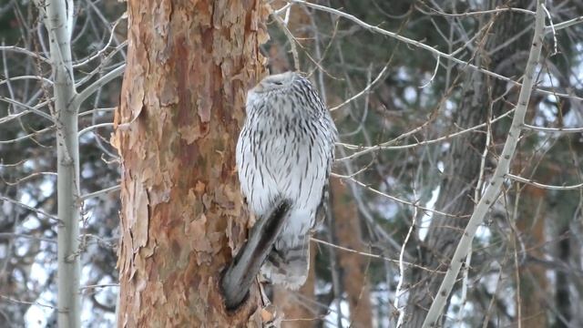 ДЛИННОХВОСТАЯ УРАЛЬСКАЯ НЕЯСЫТЬ смотреть онлайн