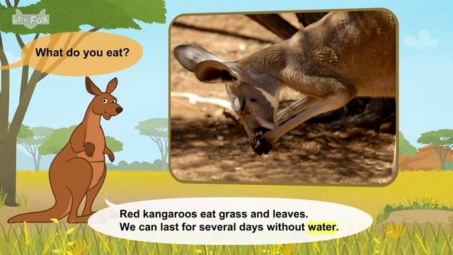 27. Meet the Animals Marsupials Red Kangaroo Stories for Kindergarten смотреть онлайн