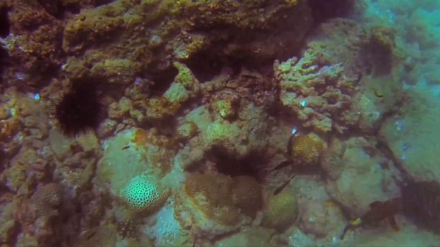 Fujairah Dibba rock and scuba diving near snoopy island смотреть онлайн