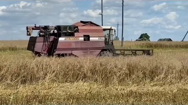 Уборка сурепицы [ 3X ПАЛЕССЕ GS12 ] смотреть онлайн