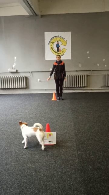 Ралі-Обідієнс. Клас Новачки. Бонусна станція 3 смотреть онлайн