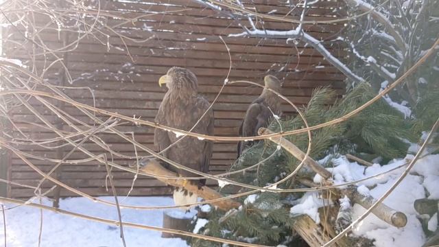 А поют ЛИ орлы зимой?Голос орлана белохвостого. смотреть онлайн
