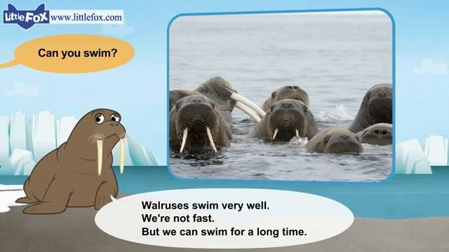 08. Meet the Animals | Walrus | Wild Animals | Stories for Kindergarten смотреть онлайн