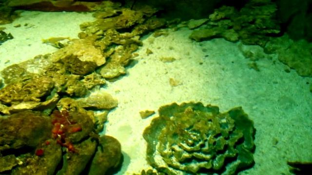 Гигантская рыба-мутант! / Giant mutant fish смотреть онлайн