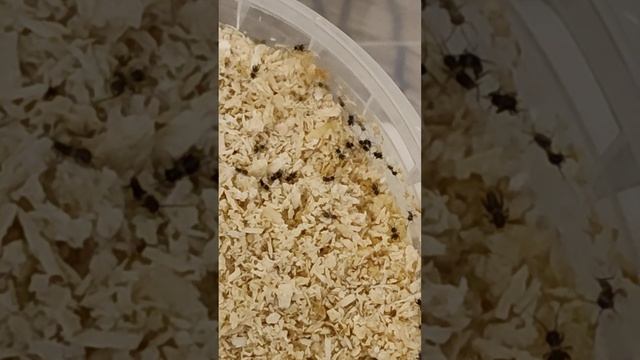 Сверчковая пыль смотреть онлайн