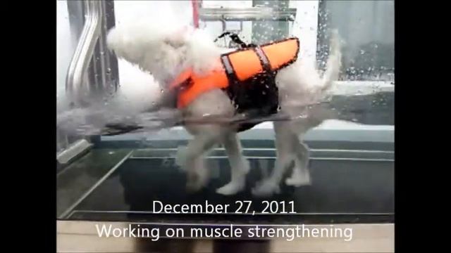 Bianca, 8yr Old Female Canishe.