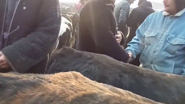13 05 24 МОЛБОЗОРИ ХУДЖАНД НАРХИ БУКАЧАХОИ 5 МОХА ТО 1 СОЛА смотреть онлайн