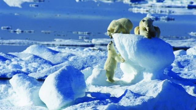 Туристические туры в Артику