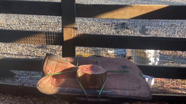 A cedar bowl caved with angle grinder. January 25, 2023 смотреть онлайн