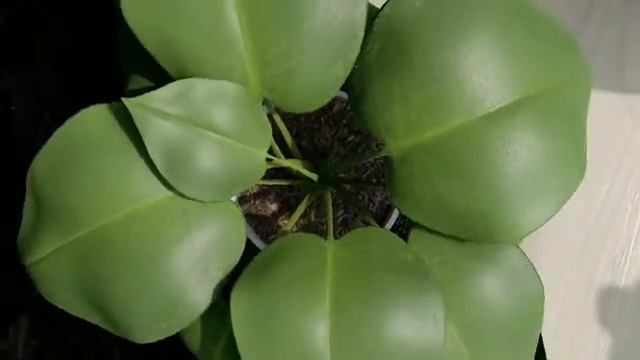 Plants Library in Lumion 11 pro || Lumion 11 pro || Architectural designs смотреть онлайн