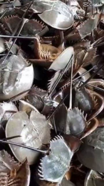 Sam, Hàu Sữa, ốc Hương, ốc Mỡ, ốc Tỏi, Sò Dương, Sò điệp