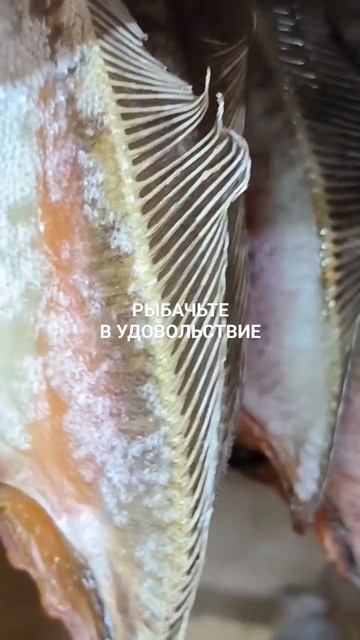 Вяленый ёрш скоро будет готов.