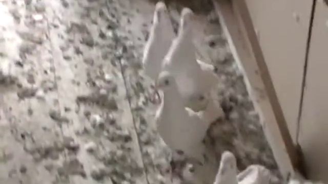 Еще голуби Василия Буйновского смотреть онлайн