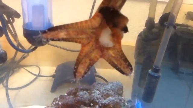 Feeding Chip смотреть онлайн