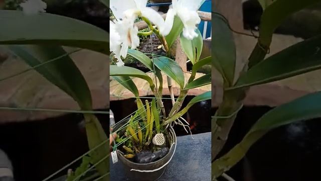 Cattleya Hawaiian Wedding Song
