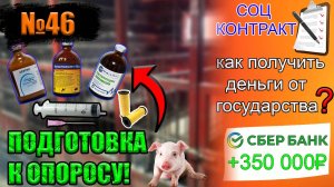 №46 Как подготовиться к опоросу?! Социальный контракт👍